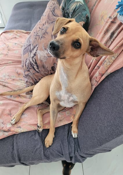 PERLE le bijou des îles