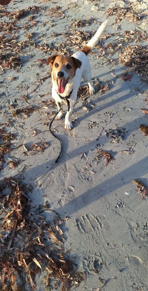 RUDY la boule d'énergie