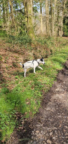 Vador l'adorable petit guerrier tripatte