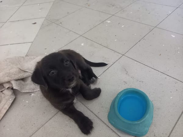 Baloo petit amour de loulou