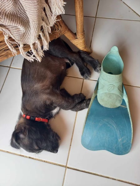 Baloo petit amour de loulou