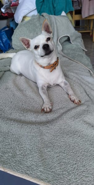 Poupi petit chihuahua pleine d'amour