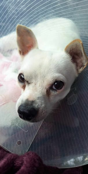 Poupi petit chihuahua pleine d'amour