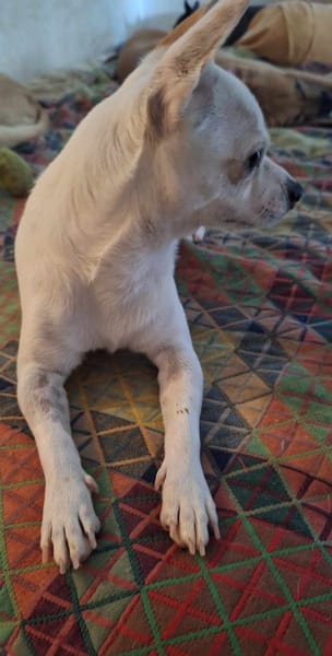 Poupi petit chihuahua pleine d'amour