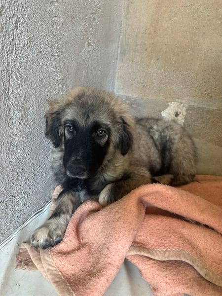 ORLANDO (101 HUELLAS)