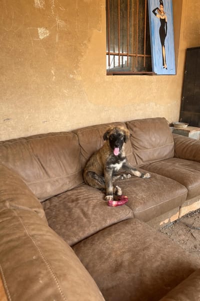 ORLANDO (101 HUELLAS)