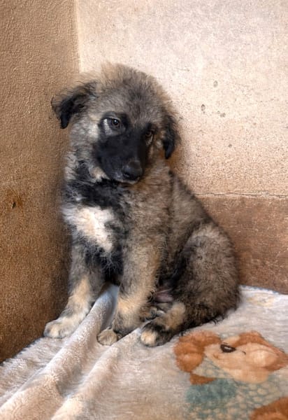 ORLANDO (101 HUELLAS)