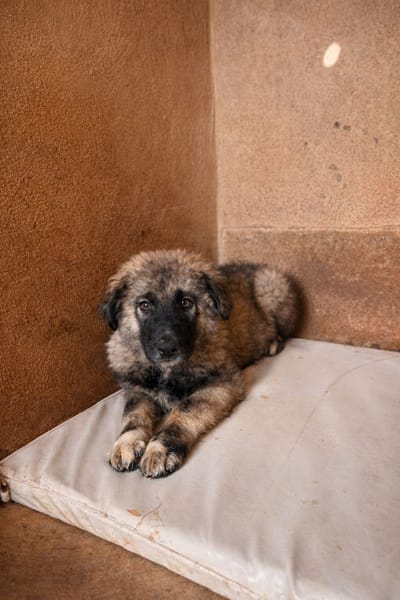 ORLANDO (101 HUELLAS)