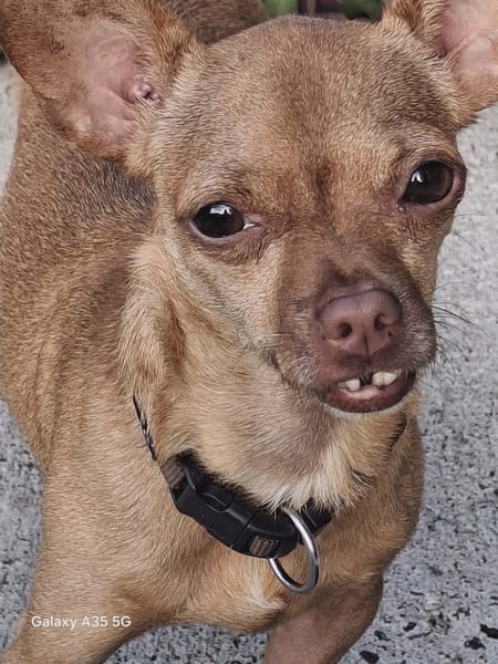 COCO, le pinscher créole