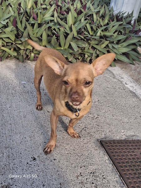 COCO, le pinscher créole