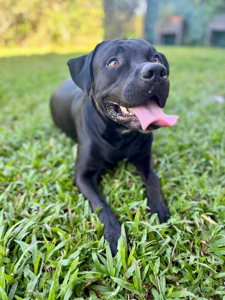 Tito, mâle croisé berger, né le 10/02/2022 🐶