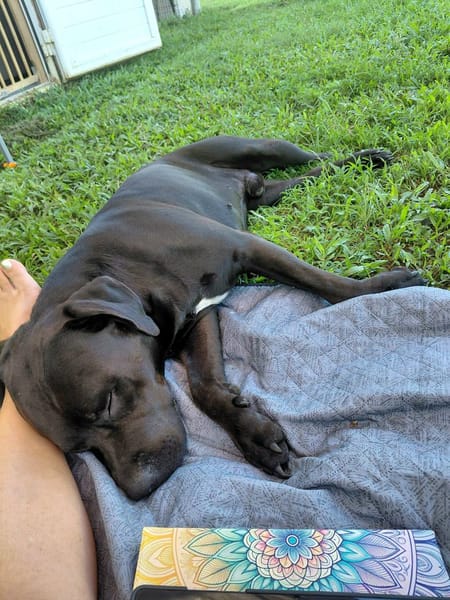 Tito, mâle croisé berger, né le 10/02/2022 🐶