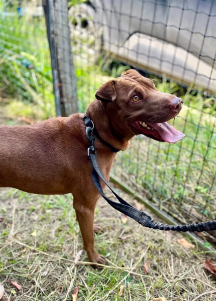 Pollux, mâle croisé Shar Pei, né le 03/06/2024 🐶