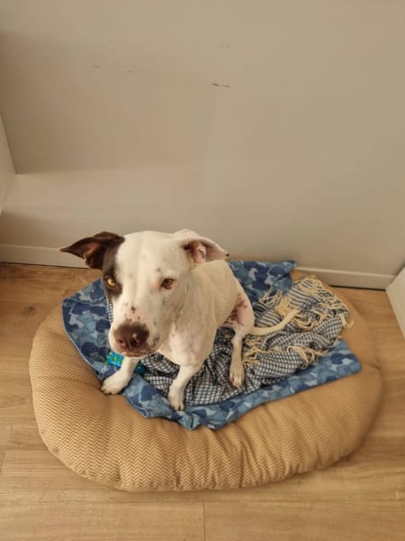 Neo, Mâle, X Berger, né le 01/01/2025 🐶