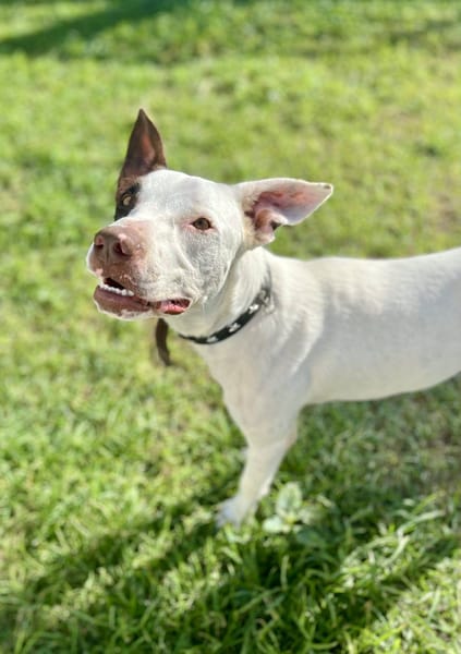 Neo, Mâle, X Berger, né le 01/01/2025 🐶