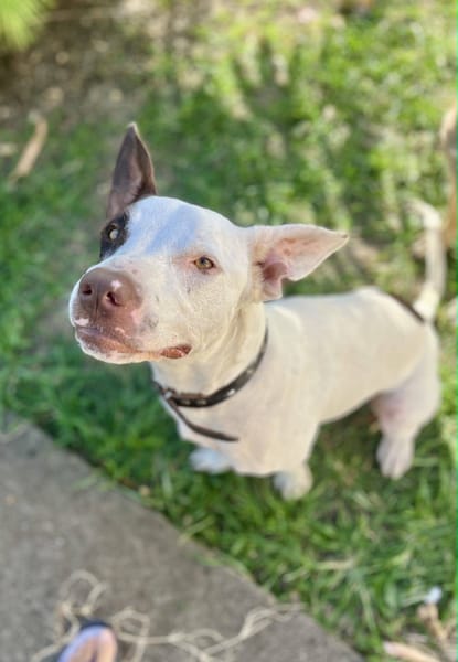 Neo, Mâle, X Berger, né le 01/01/2025 🐶