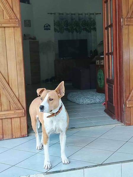 Lizzie, Femelle, X Berger, née le 14/04/2024