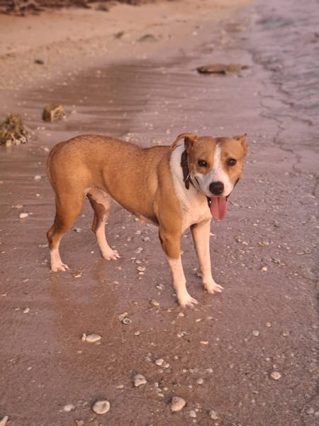 Lizzie, Femelle, X Berger, née le 14/04/2024