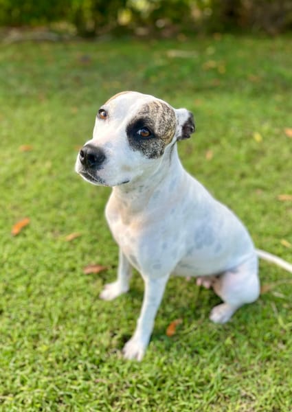 Hanae, femelle croisée berger née le 03/11/2023 🐶