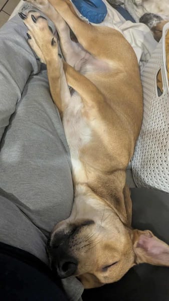 Bosko, mâle X berger né le 10/12/2024