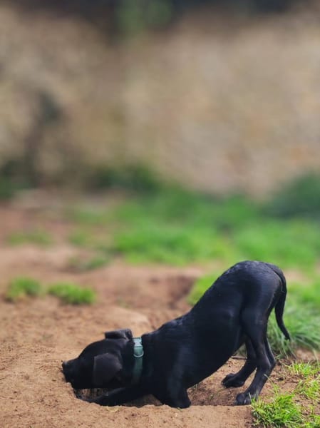 Stormy, mâle, berger créole, né le 15/11/2025
