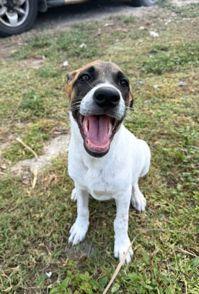 Sienna, Femelle X berger, Née le 27/10/2025 🤍