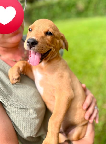 Saphir, mâle croisé berger créole, né le 28/11/2025 🤍