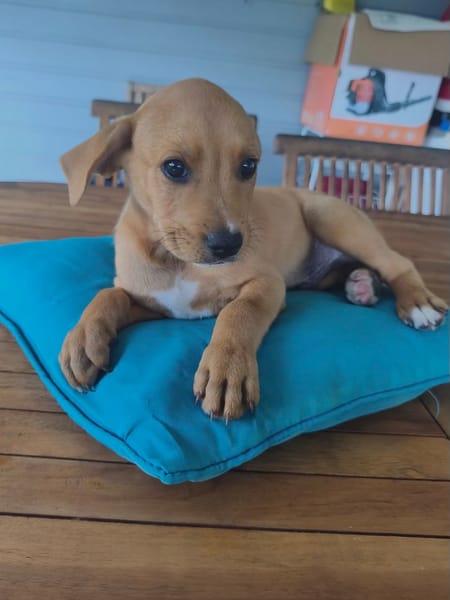 Saphir, mâle croisé berger créole, né le 28/11/2025 🤍