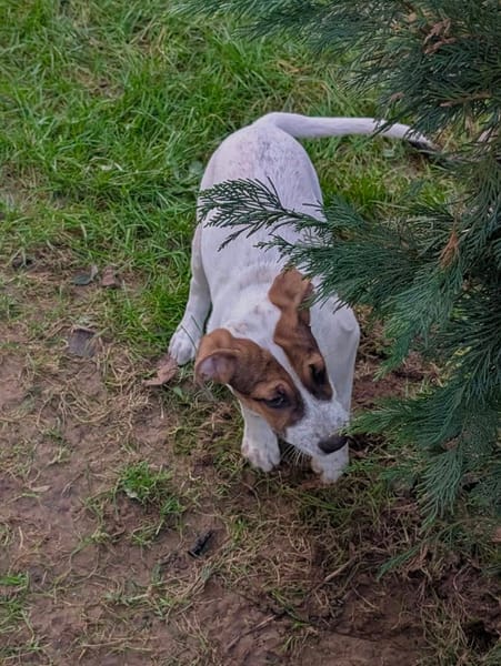 Roach, mâle X berger, né le 01/11/2025 🤍