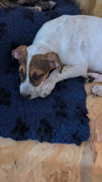 Roach, mâle X berger, né le 01/11/2025 🤍