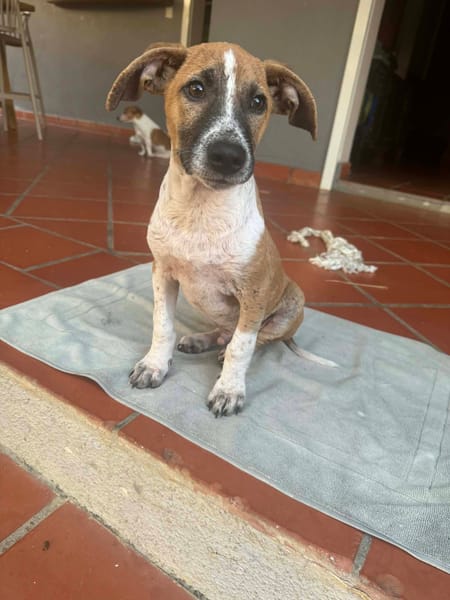 Rex, Mâle, X Berger, né le 01/12/2025