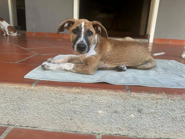 Rex, Mâle, X Berger, né le 01/12/2025