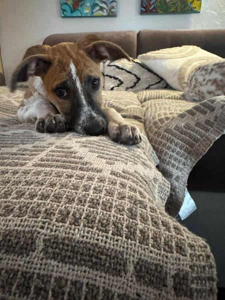 Rex, Mâle, X Berger, né le 01/12/2025