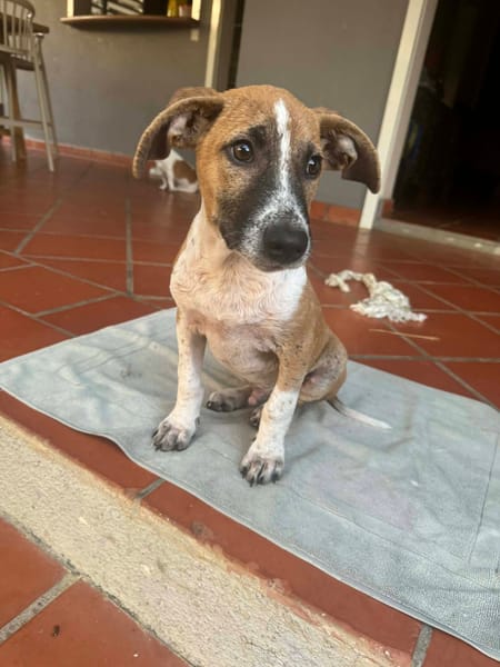 Rex, Mâle, X Berger, né le 01/12/2025