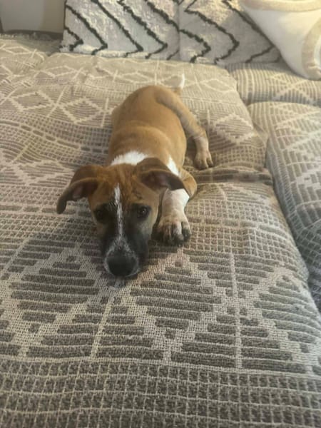 Rex, Mâle, X Berger, né le 01/12/2025