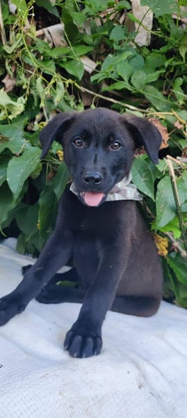 Pacho, Mâle, X Berger, né le 30/12/2025