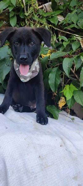 Pacho, Mâle, X Berger, né le 30/12/2025