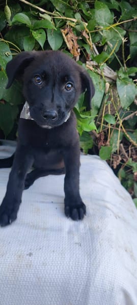 Pacho, Mâle, X Berger, né le 30/12/2025