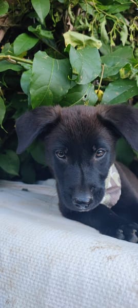 Pacho, Mâle, X Berger, né le 30/12/2025