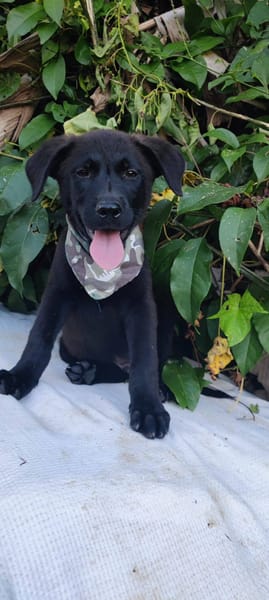 Pacho, Mâle, X Berger, né le 30/12/2025