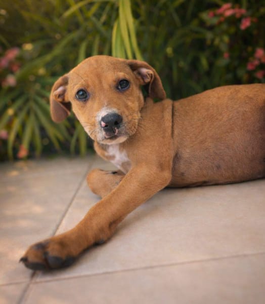 Miko, mâle, X Berger, né le 10/12/2025🐶