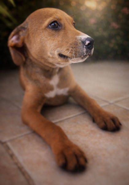 Miko, mâle, X Berger, né le 10/12/2025🐶