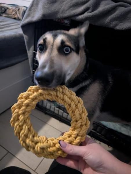 LEVI - auf seiner Pflegestelle Treptow