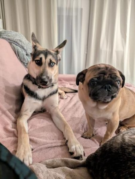 LEVI - auf seiner Pflegestelle Treptow