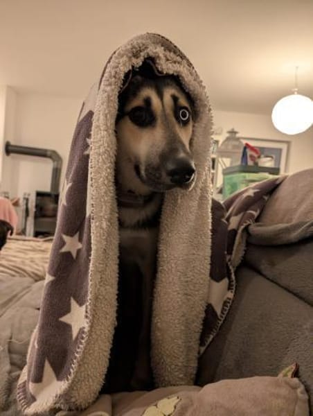 LEVI - auf seiner Pflegestelle Treptow