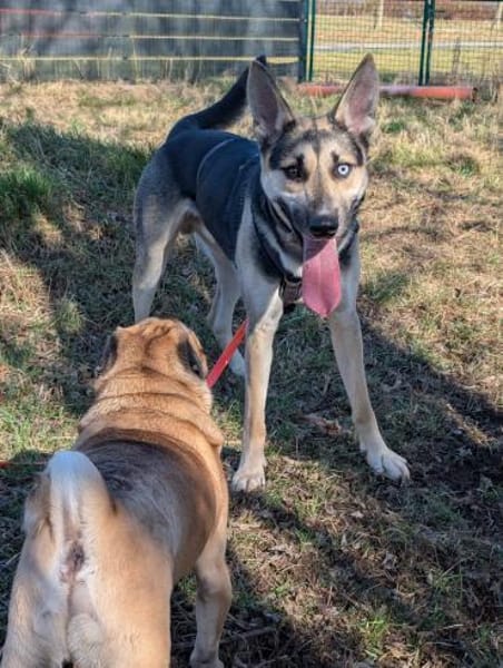 LEVI - auf seiner Pflegestelle Treptow