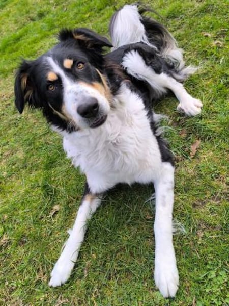 Mathilda - aktive Herzenshündin mit Kopf