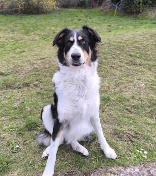 Mathilda - aktive Herzenshündin mit Kopf