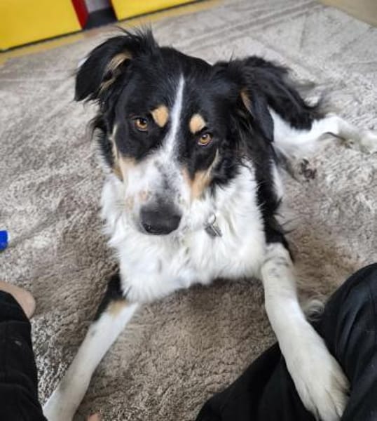 Mathilda - aktive Herzenshündin mit Kopf