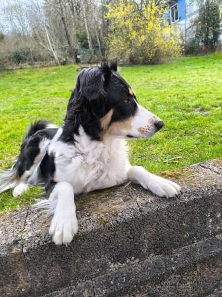 Mathilda - aktive Herzenshündin mit Kopf